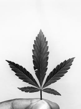 Inside the DEA Raid in Colorado: Battling Illegal Marijuana Operations